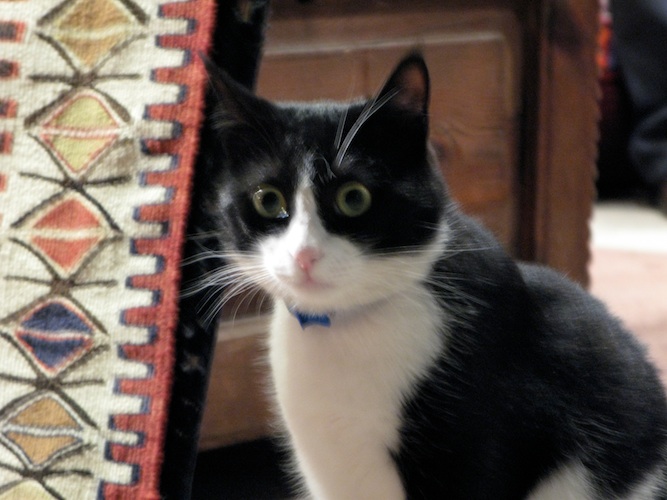 cat_freakout cat_freakout